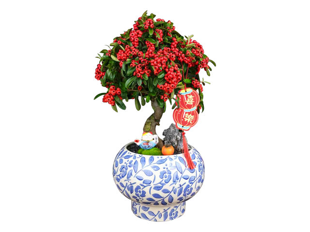 花店植物盤栽 - 新春 富貴子盆栽 AP28 - CF20113A6 Photo