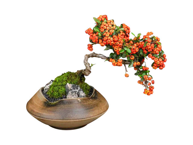 花店植物盤栽 - 新春 滿堂紅盆栽 AP27 - CF20113A3 Photo